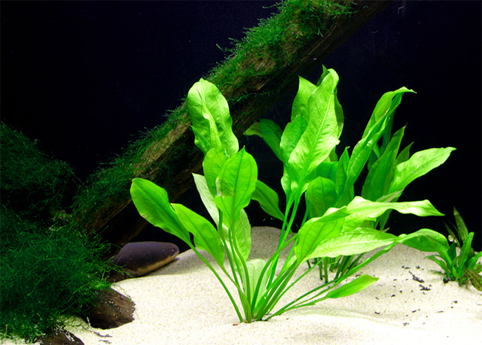 50+ Best Aquarium Backgrounds | Free & Premium Templates