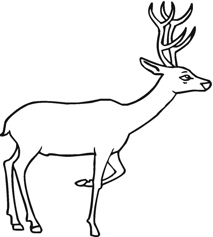 45 Deer Templates Animal Templates Free Premium Templates