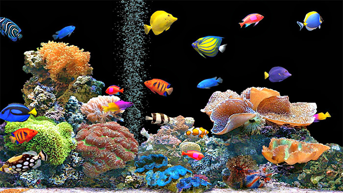 50+ Best Aquarium Backgrounds | Free & Premium Templates