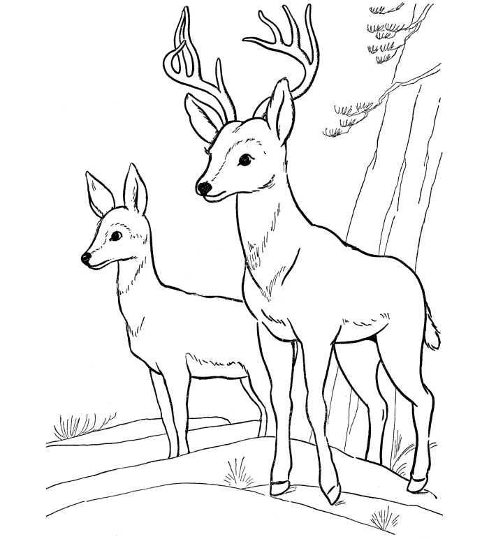 deer coloring page