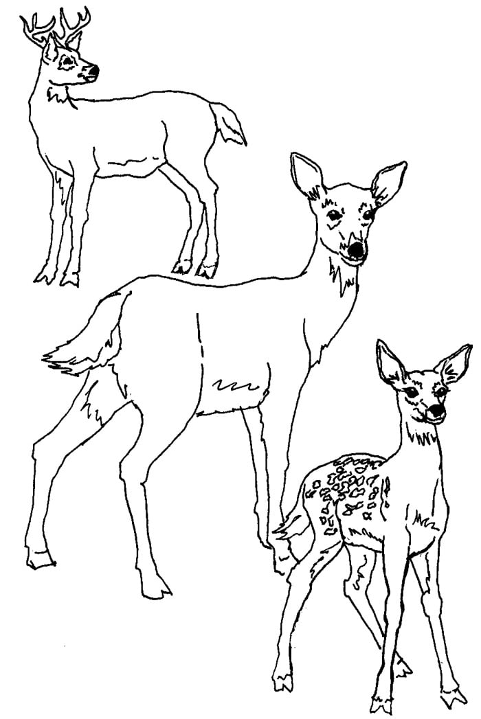 deer family coloring page