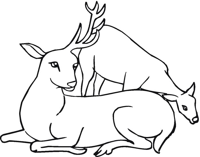 deer family template