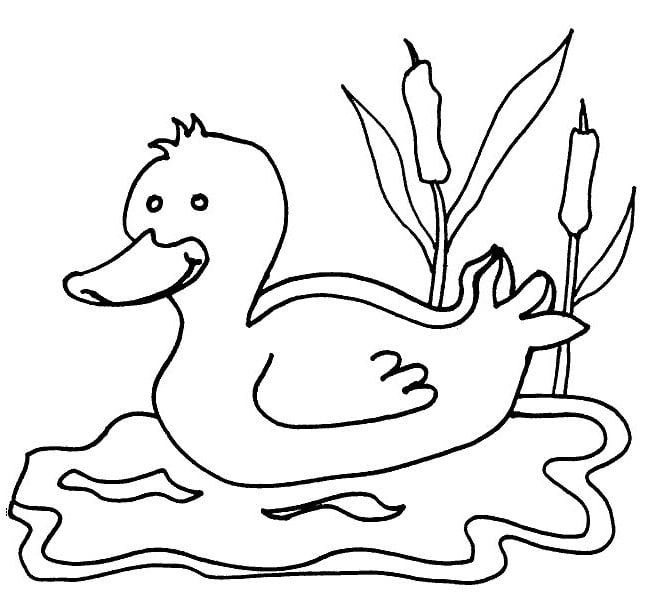 duck farm animal coloring page