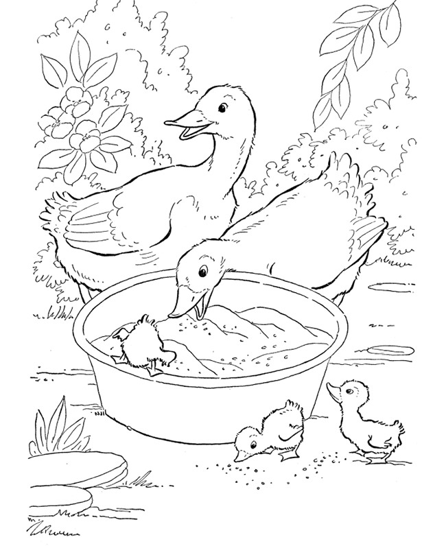 duck farm animal template