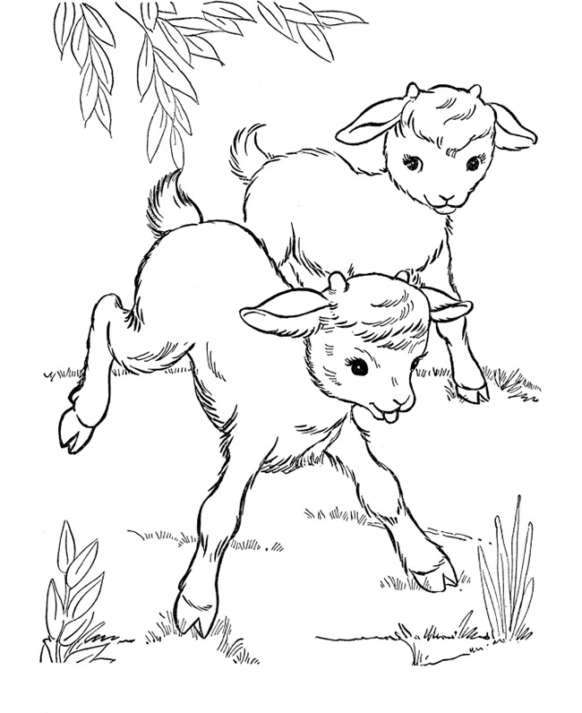 farm animal coloring page