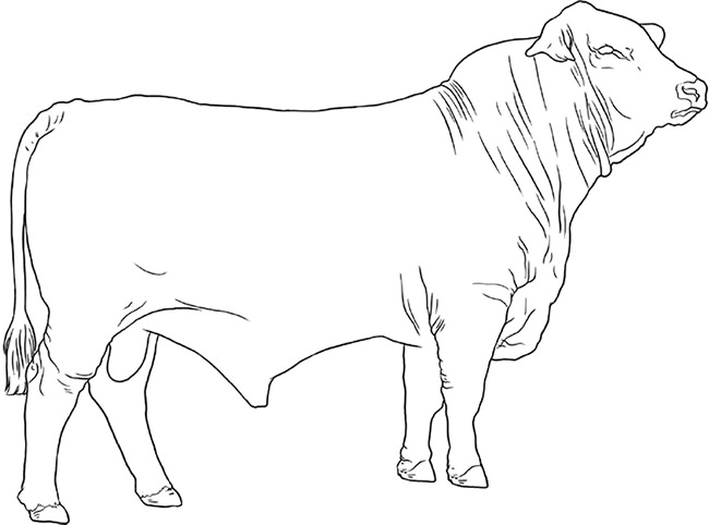 Farm Animal Template - Animal Templates | Free & Premium Templates