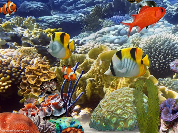 free 3d aquarium background