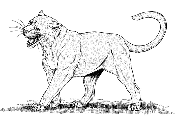 African Animal Template - Animal Templates