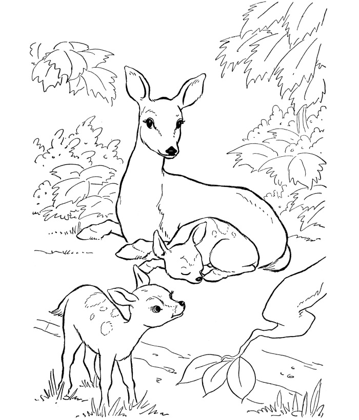 print-download-deer-coloring-pages-for-totally-coloring-pages-of-deer