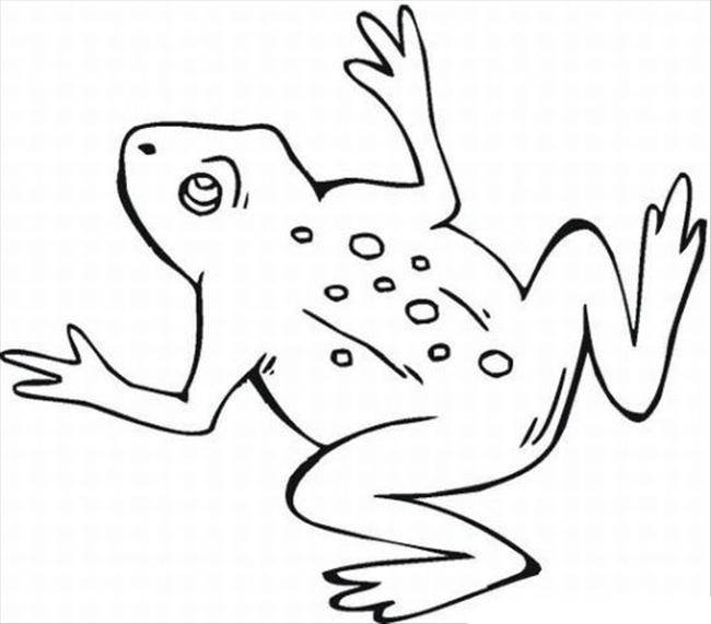 Frog Template Animal Templates