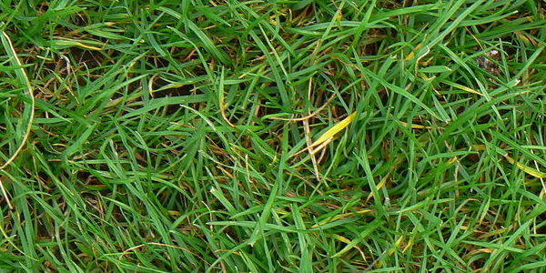 grass-texture4