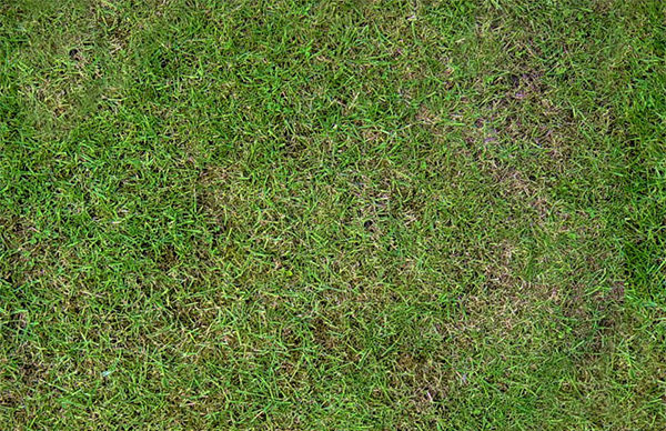 60+ Best Photoshop Grass Textures Free PSD Download