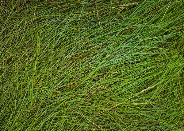 green-grass-texture