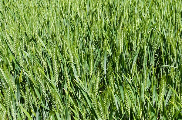 green-wheat-grass-texture