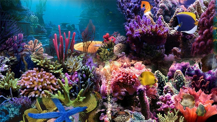 hd aquarium background