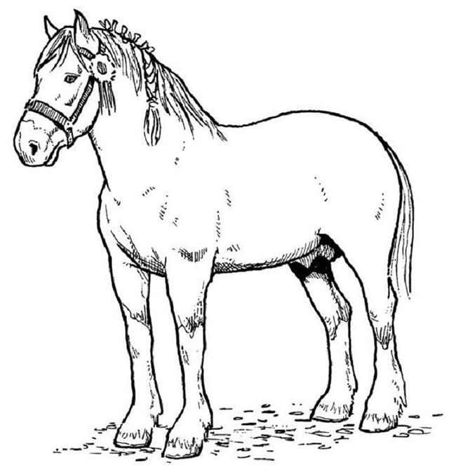 horse template 9
