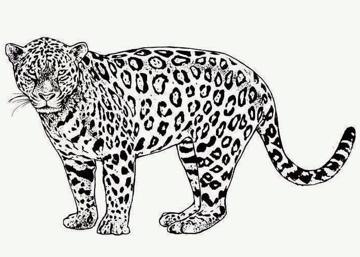 leopard-coloring-page
