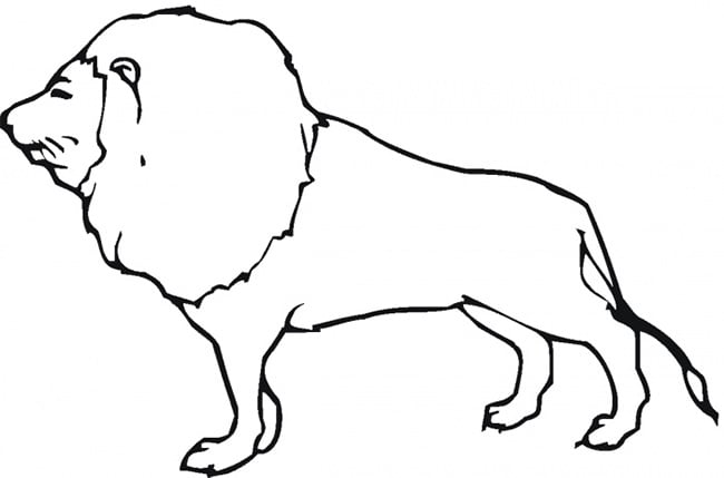 lion template