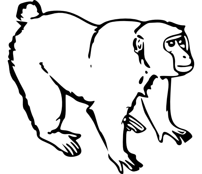 clip art outline monkey - photo #23