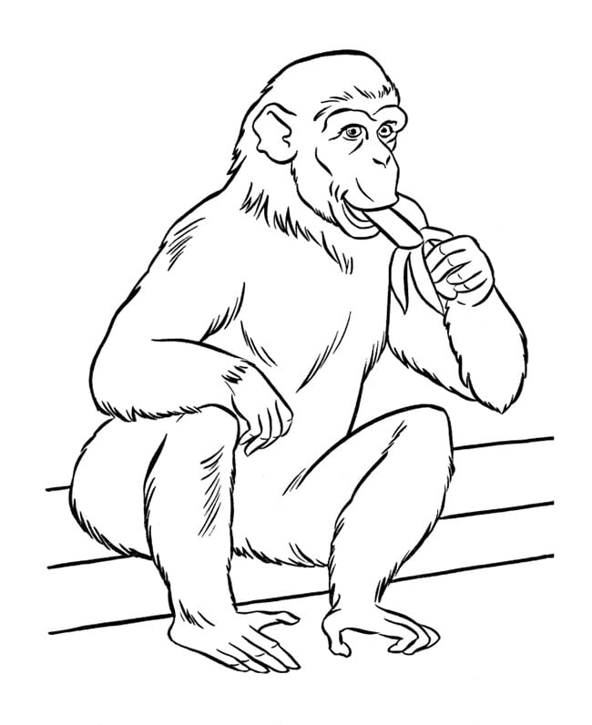 monkey-template-32