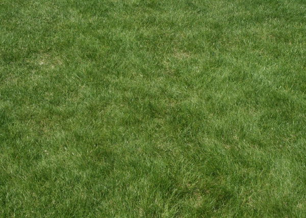 photoshop grass texture