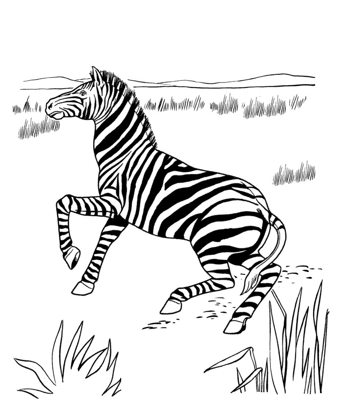 40+ Zebra Templates - Free PSD, Vector EPS, PNG Format Download | Free ...