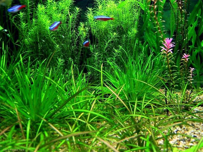 50+ Best Aquarium Backgrounds | Free & Premium Templates