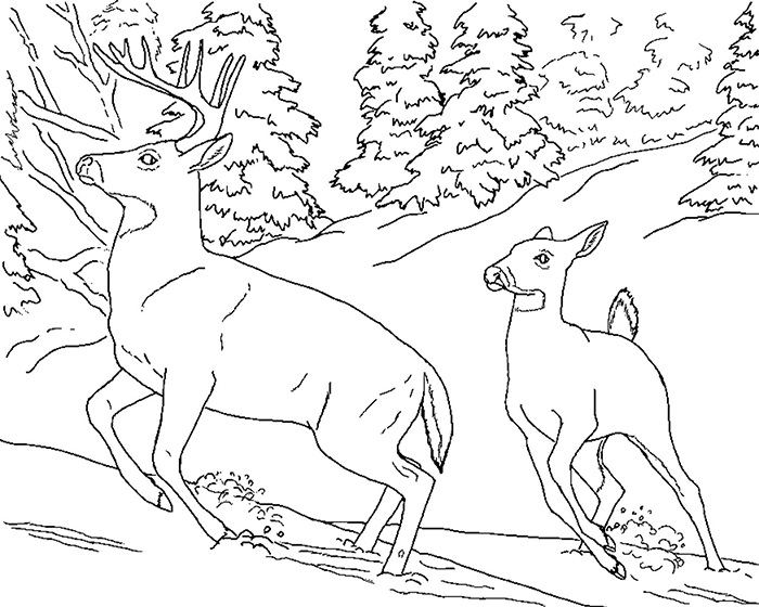 45+ Deer Templates - Animal Templates