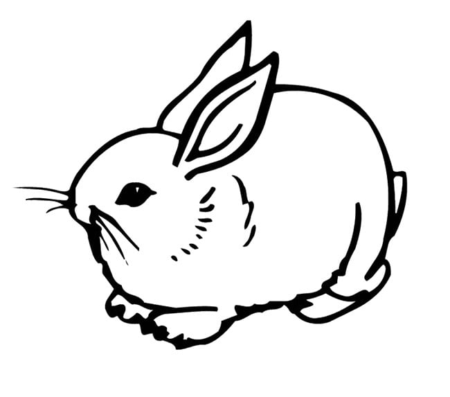 rabbit-template-2