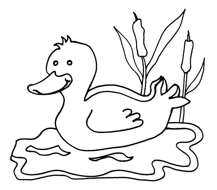 sample duck template