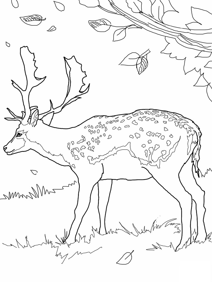 45+ Deer Templates - Animal Templates | Free &amp; Premium Templates