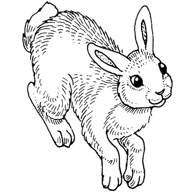 simple rabbit template