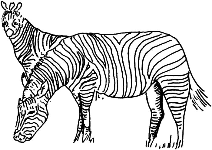 two zebras coloring page