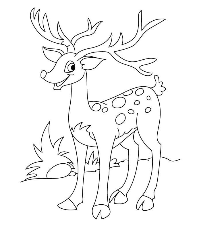 white tail deer coloring page