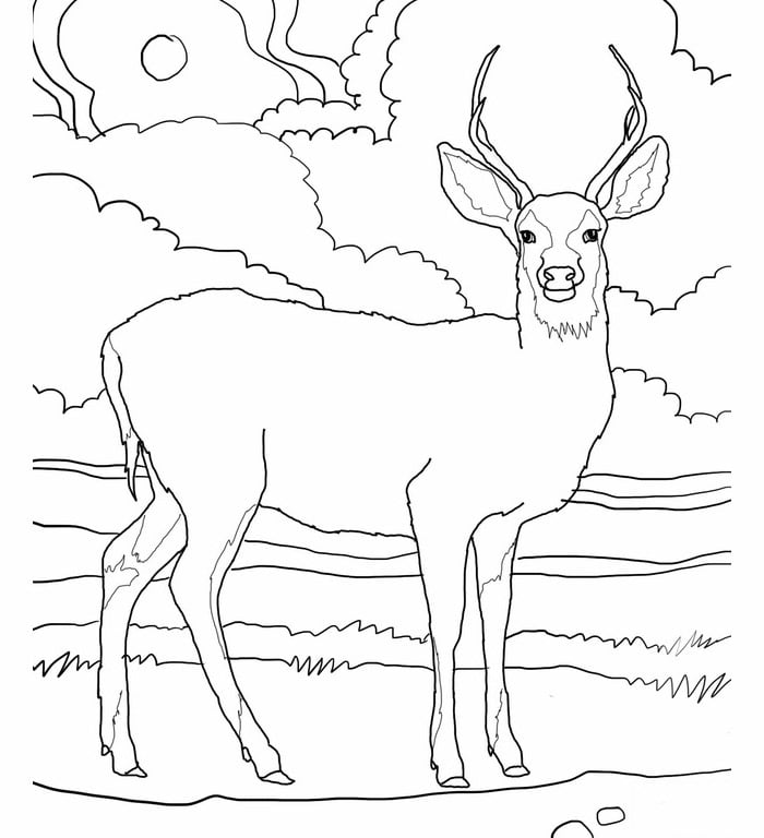 white tailed deer coloring page
