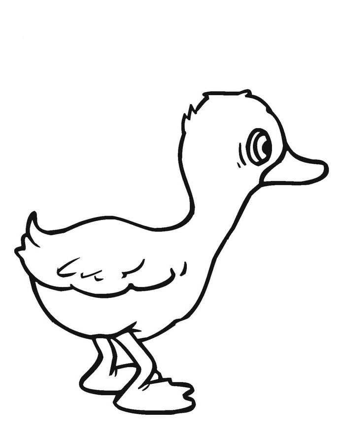yellow duck template