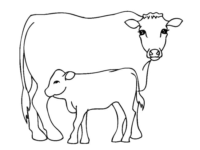 cow template