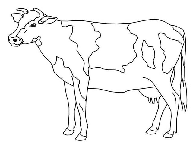 Cow Template Animal Templates Free & Premium Templates