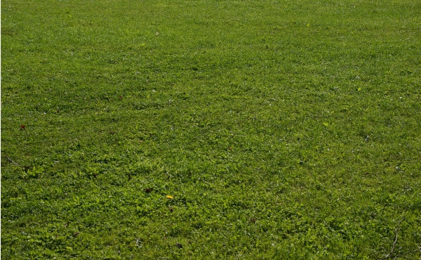 grass texture overlay