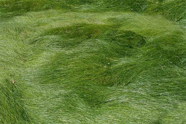 heavy-grass