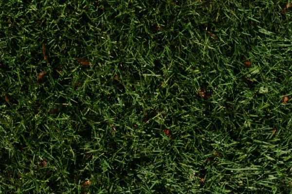 texture-grass