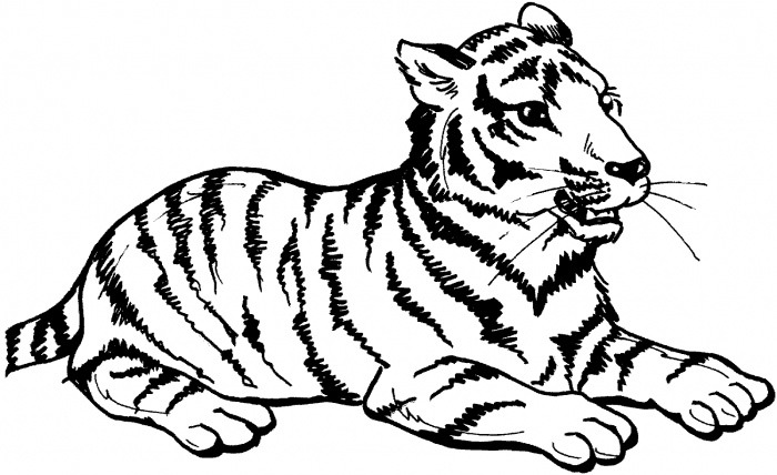 60+ Tiger Shape Templates, Crafts & Colouring Pages | Free & Premium