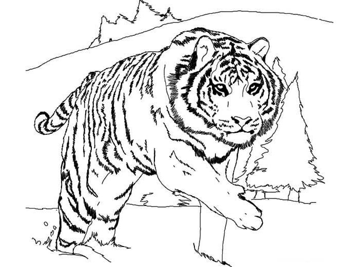 tiger template 46