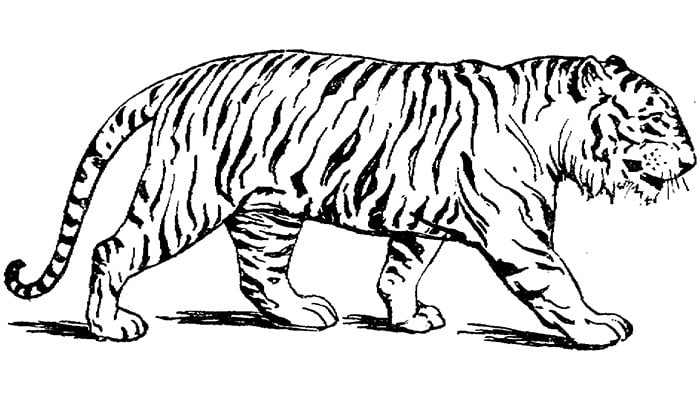 tiger template