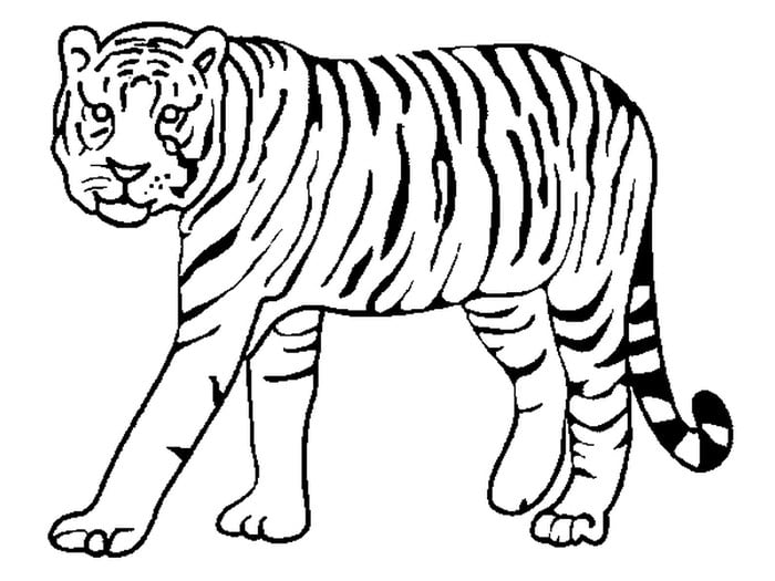 FREE! - Cartoon Zoo Animal Tiger | Colouring Sheets - Twinkl
