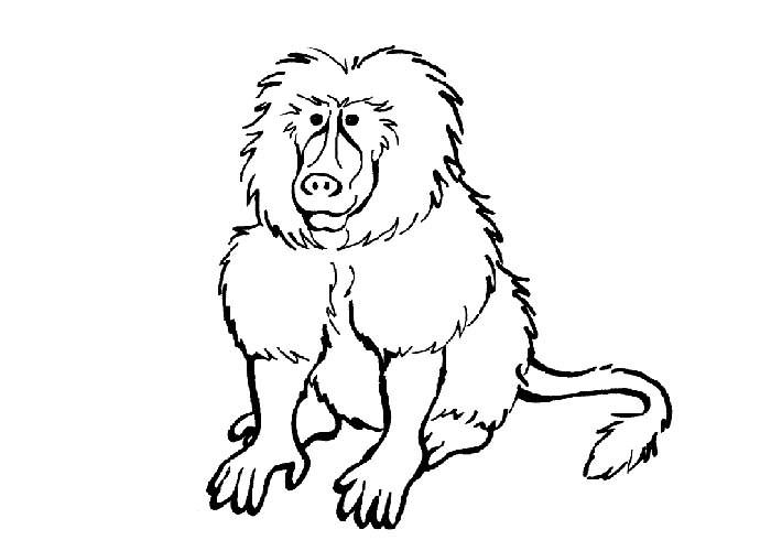 baboons coloring page