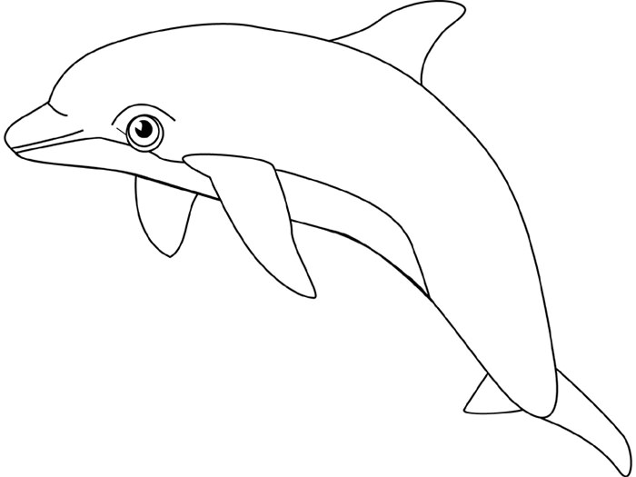 Dolphin Template - Animal Templates  Free & Premium Templates