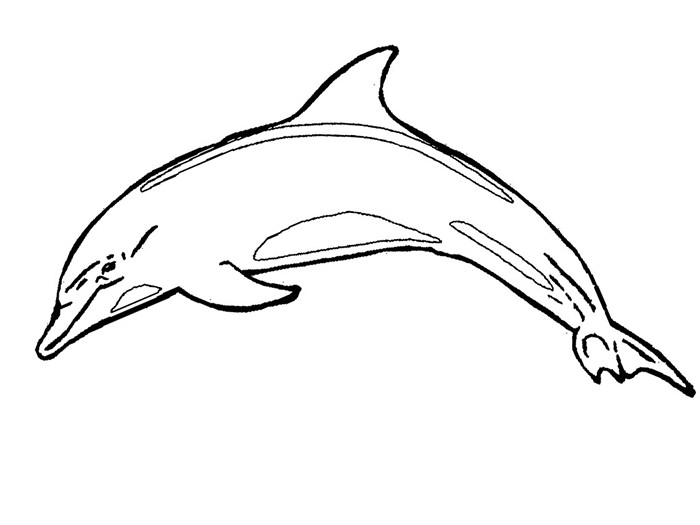 Coloring Stencils Of Dolphins 5