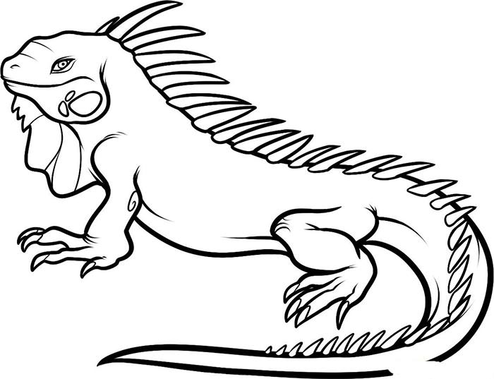 detailed animal coloring pages for older kids