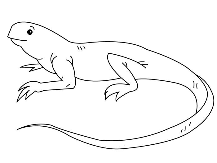 iguana coloring page